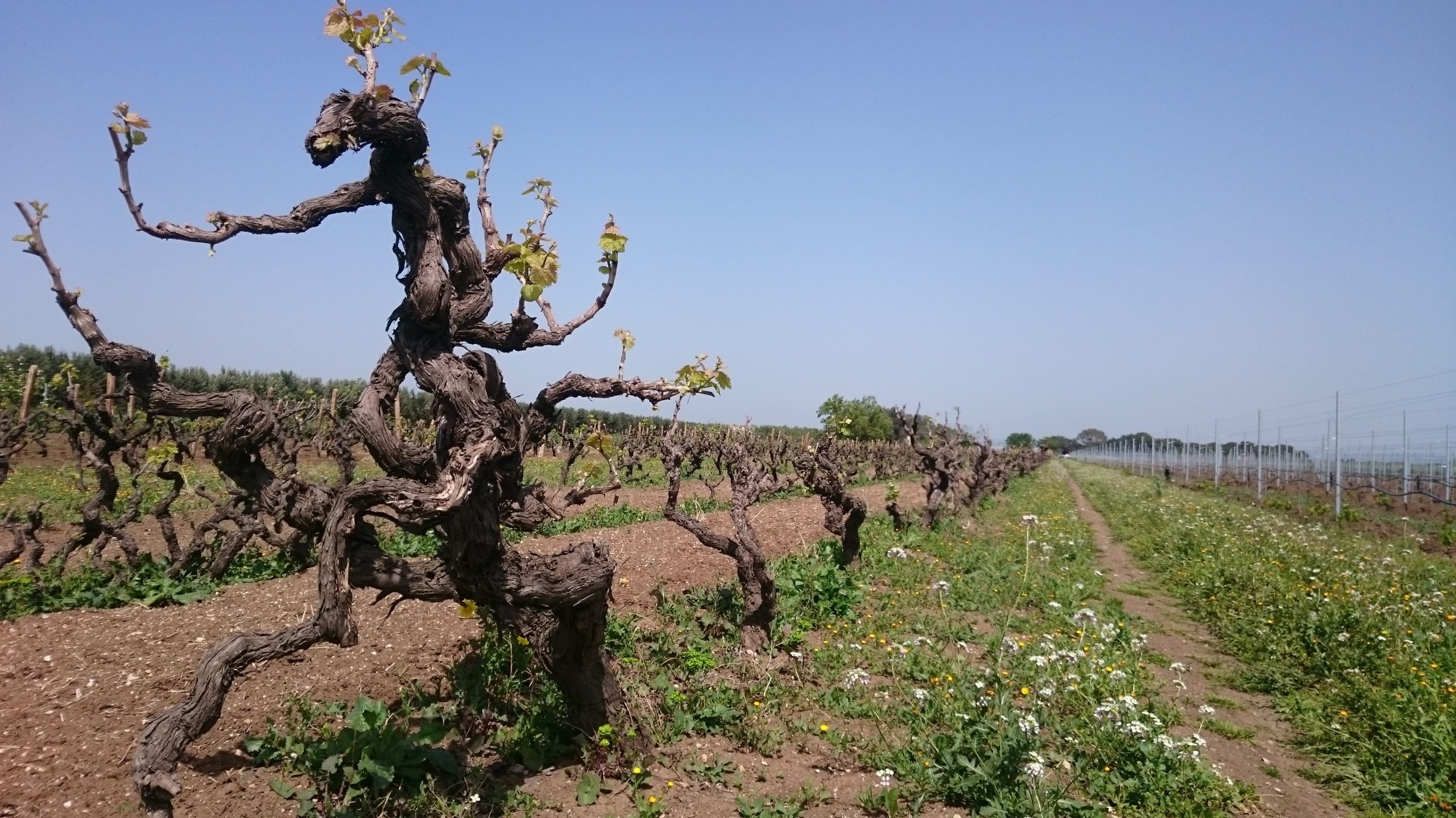 primitivo di manduria